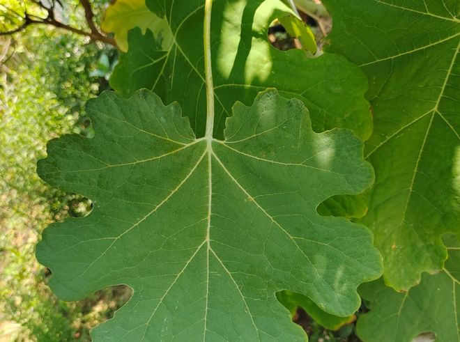博落回一种天然的杀虫剂有剧毒遇到切勿食用